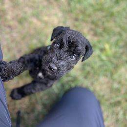 Kerry Blue Terrier Puppies from Costerra Kerry Blue Terriers