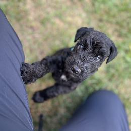 Kerry Blue Terrier Puppies from Costerra Kerry Blue Terriers