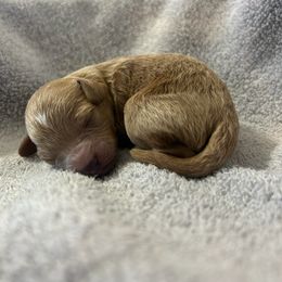 Cavapoo Puppies from Jorden’s Cavapoo’s