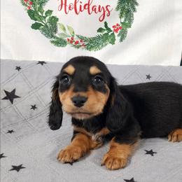 Maple - Black and tan female Dachshund puppy in Anaconda, Montana from Williams Family Dachshunds