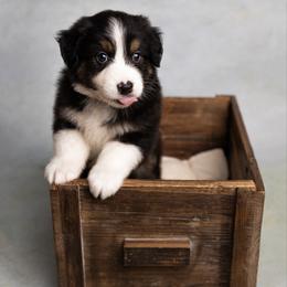 Chandler - Black tri-color male Australian Shepherd puppy in Bertram, Texas from Ashley’s Australian Shepherds
