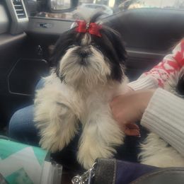 Boy 3 - Shih Tzu puppy from Keeper of the Stars
