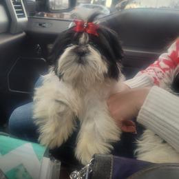 Boy 3 - Shih Tzu puppy from Keeper of the Stars