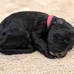 Bernedoodle Puppies from NOB Bernedoodles