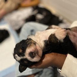 Breeder Pick - Tri-color Bernedoodle puppy in Washougal, Washington from Sandy Creek Bernedoodles