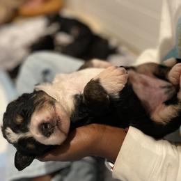 Breeder Pick - Tri-color Bernedoodle puppy in Washougal, Washington from Sandy Creek Bernedoodles