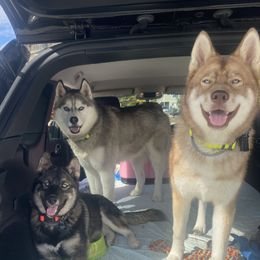 Siberian Huskies from Maine Coast Huskies