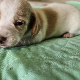 Violet - Piebald female Dachshund puppy in Lebanon, Oregon from Willow Moons Dachshunds