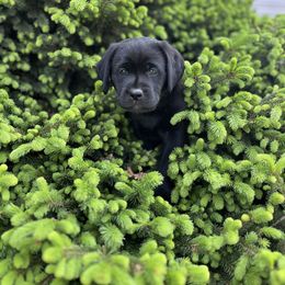 Dilute Retriever and Labrador Retriever Puppies from Lynn Valley Labradors