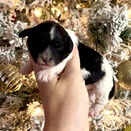 Black Parti - Black and white female Cavapoo puppy in Redding, California from Lipscomb Doodles