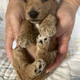 Goldendoodle Puppies from Cassie Farms