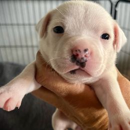 Staffordshire Bull Terrier Puppies from 1LoveStaffies-Hawaii