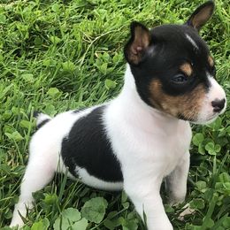 Rat Terrier Puppies from Mary ann Whipple's Rat Terriers