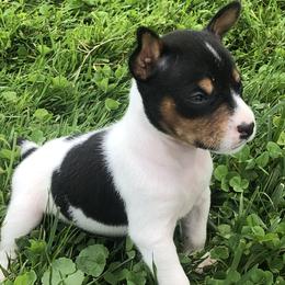 Rat Terrier Puppies from Mary ann Whipple's Rat Terriers