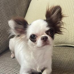 Hannah - Chocolate and white female Chihuahua puppy in Tonawanda, New York from ChiWowTown Chihuahuas