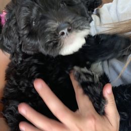 Sheepadoodle Puppies from Riley Grace Puppies