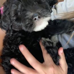 Sheepadoodle Puppies from Riley Grace Puppies