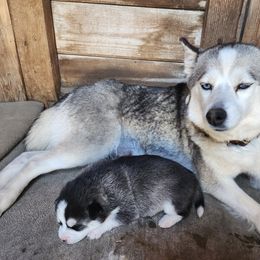 Pomsky Puppies from Pomsky Play-ce