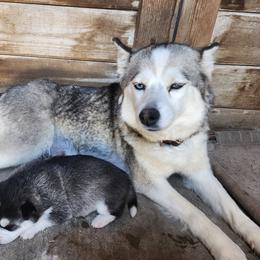 Pomsky Puppies from Pomsky Play-ce