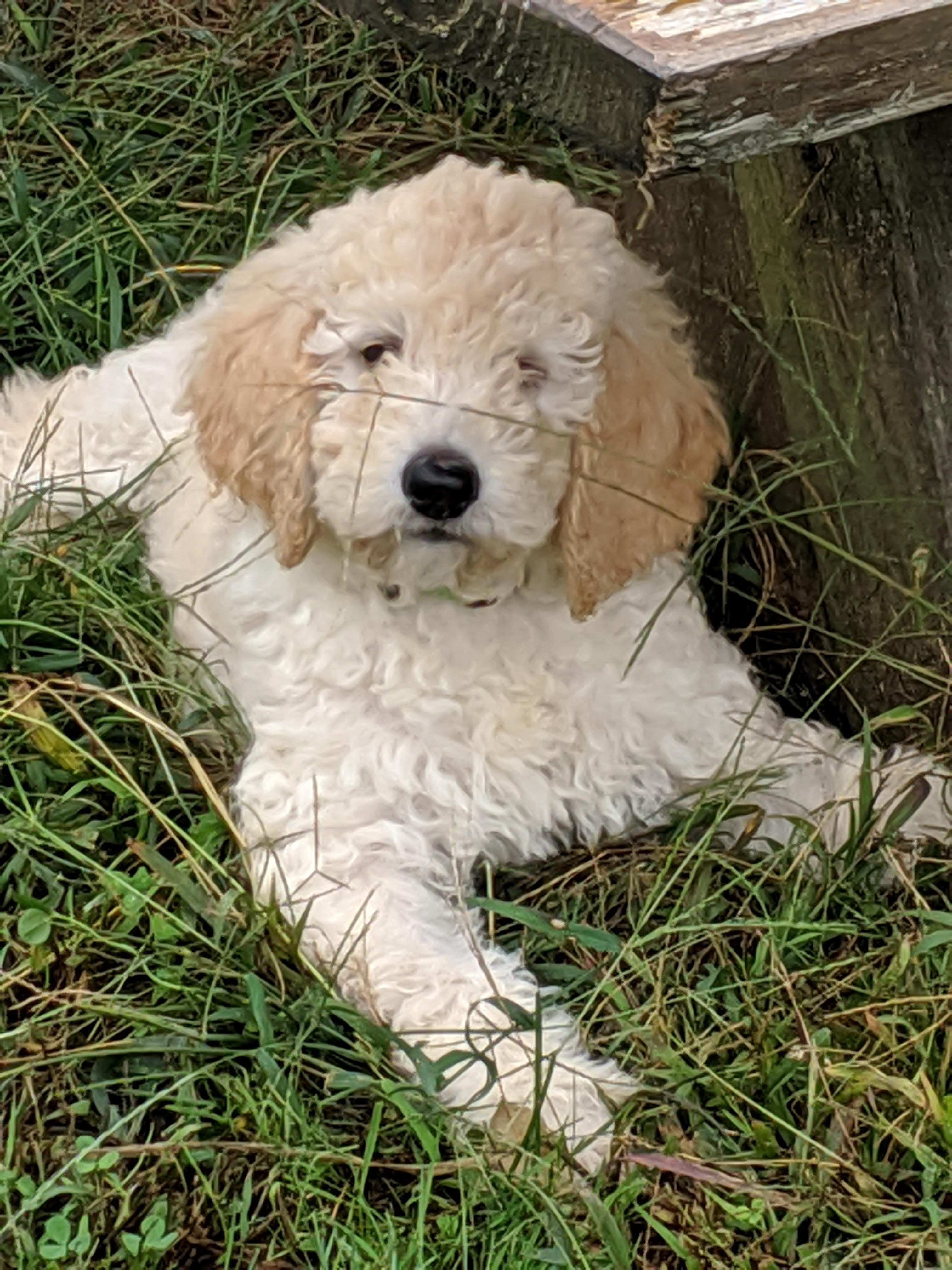 Labradoodle, Goldendoodle, and Bernedoodle Puppies from Riverhouse Doodles