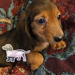 Dachshund Puppies from Samantha Spanton