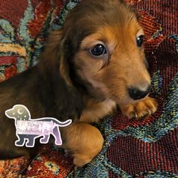 Dachshund Puppies from Samantha Spanton