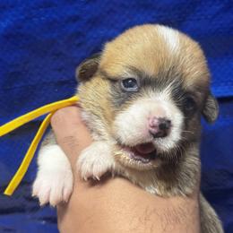 Feliz (Yellow Collar) - Health Tested Parents - Red female Pembroke Welsh Corgi puppy in Los Angeles, California from Limitless Huskies