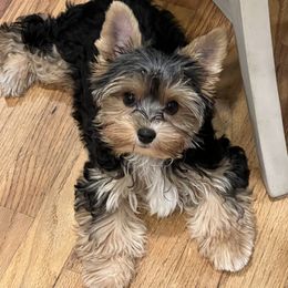 Nautica - Yorkshire Terrier