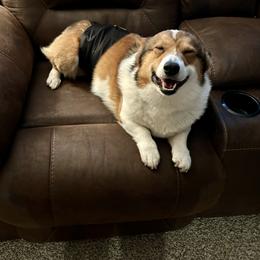 Pembroke Welsh Corgi Puppies from Trowbridge Corgis