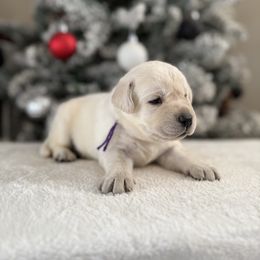 Purple collar - Yellow female Labrador Retriever puppy in Buckeye, Arizona from Wranglin Farms