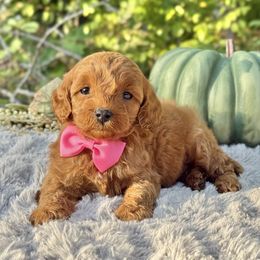 Abby (pink bow) OFA - Red female Cavapoo puppy in Falmouth, Michigan from Dyer Lake Newfoundland’s