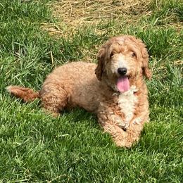 Honey - Goldendoodle