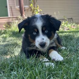 Australian Shepherd and Miniature Australian Shepherd Puppies from Renegade Point Stock Dogs