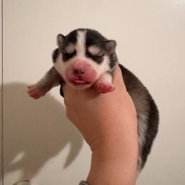 4 - Black and white female Pomsky puppy in La Verne, California from Red Cedar Pomskies