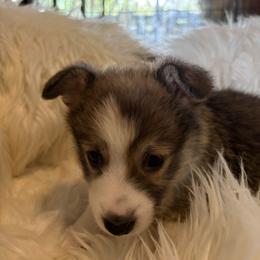 Red 2 - Red male Pembroke Welsh Corgi puppy in Mountain View, Hawaii from Celtic Corgis
