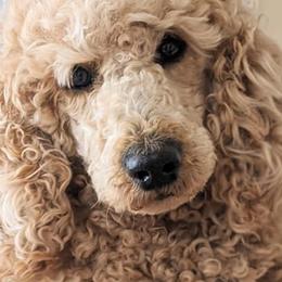 Goldendoodles and Poodles from Lydi Pups