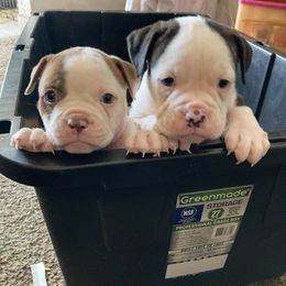 American Bulldog Puppies from Best Buds American Bulldogs