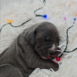 Sandy Claws - Blue female Great Dane puppy in Caldwell, Idaho from Miner's Dynamic Danes