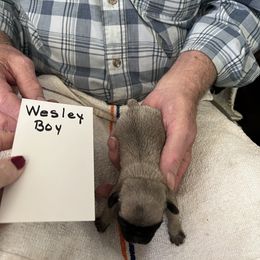 Wesley - Black male Pug puppy in Lexington, Alabama from Cook Grandy