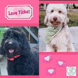 Goldendoodle puppies from Hopeful Heart Doodles
