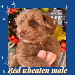 Red boy 2 - Wheaten male Miniature Schnauzer puppy in Pflugerville, Texas from K&K Precious Tx schnauzers