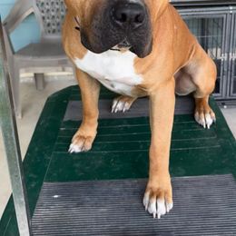 American Staffordshire Terrier All Grown Up from Woodshire AST Kennel