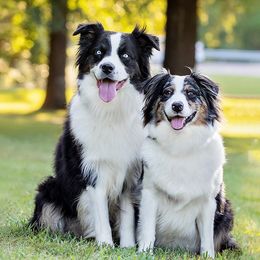 Australian Shepherds from Rootin Tootin Farm