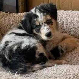 Australian Shepherd Puppies from Willow Tree Australian Shepherds