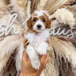Michelangelo - Parti male Goldendoodle puppy in Pearland, Texas from Posh Paws Puppies