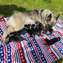 German Shepherd Puppies from Von WestLynn German Shepherds