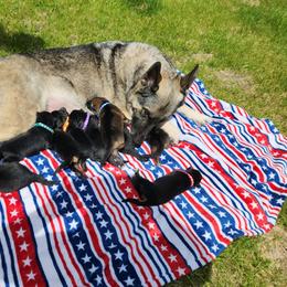 German Shepherd Puppies from Von WestLynn German Shepherds