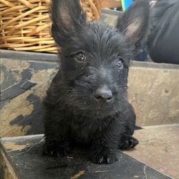 Scottish Terrier Puppies from Nicole's Scottish Terriers