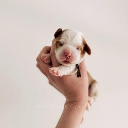 Brown Girl - Caramel female Australian Labradoodle puppy in Syracuse, Indiana from The Doodle Cove