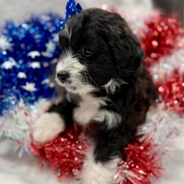 Purple collar toy - Black tri-color female Aussiedoodle puppy in 32046, Florida from River Hill Ranch